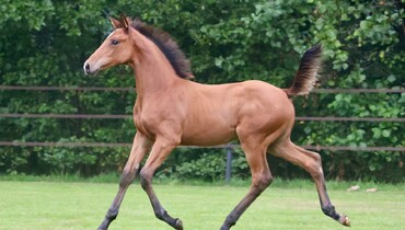Sister and brothers of Marlon Zanotelli’s CSI5* GP winner Like a diamond van het Schaeck offered on Stal-optimus.auction