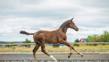 Find your next international future star at the SWB Elite Showjumping Foal Auction