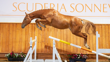 The most exciting auction of the autumn season is about to begin