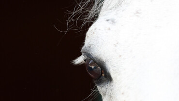 Update on confirmed EHV-1 cases in Mainland Europe