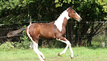 Equinia's colored foal auction!