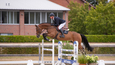 Holsteiner Elite Auction on 5 November: Highly talented Holsteiners from world champion families