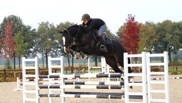 Talented youngsters in Dutch Horse Trading October Auction