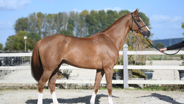 Equinia’s Hippochamp & Le Garzide sale! November 5 to 7