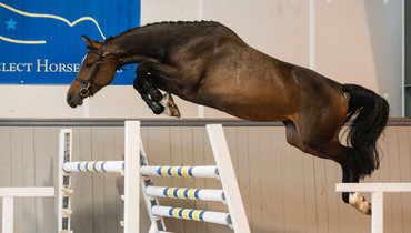 Swedish Select Horse Sales proudly presents 18th edition