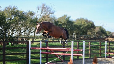 Talented showjumping horses and ponies in November auction of Dutch Horse Trading