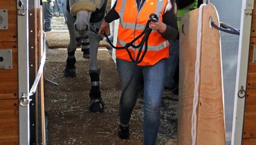 Images | The horses touch down in Las Vegas - part one