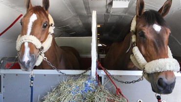 Images | The horses touch down in Las Vegas - part two