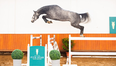 Five Star Horse Auction presents the “Rising Star Collection”