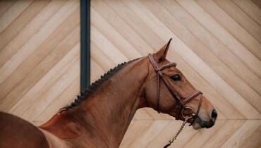 Exclusive Sales Extra Horses: A second edition that promises to be outstanding!
