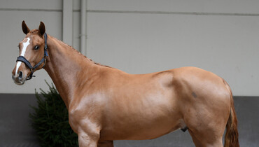 Hippochamp Youngsters from Dec 10th till Dec 12th 2022