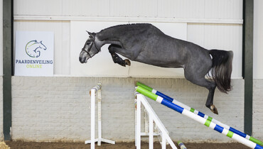Last chance in 2022 to purchase future talent at Paardenveilingonline.com