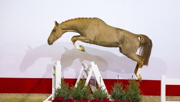 Youhorse.auction: Horses for every family member