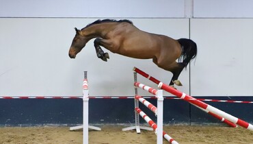 Hunter ponies, Grand Prix prospects & talented youngsters in December auction of Dutch Horse Trading