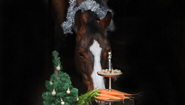 Merry Christmas!
