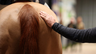 FEI creates new reporting mechanism to amplify the voice of grooms