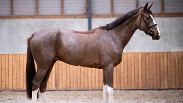 Dutch Horse Trading starts 2023 with quality collection