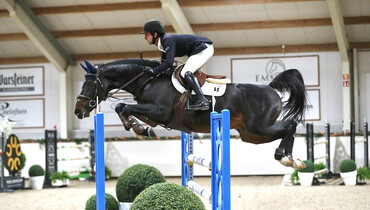 Parfait van het Schaeck available for breeding by Augustsson-Zanotelli Stables and Ashford Farm