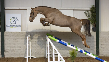 Another top class selection of young showjumpers from Paardenveilingonline.com