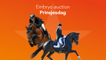 Top jumping and dressage genetics in Embryo Auction Prinsjesdag