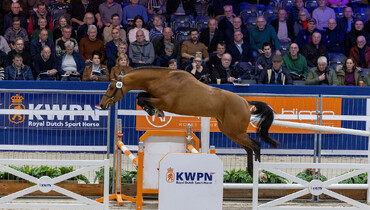 KWPN Select Sale: Premium Stallion, Olympic showjumpers and Grand Prix horses