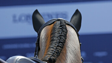 Grooms online survey: What needs to change for the grooming industry to be sustainable?