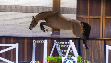 Trigon Auctions is back, including jumpers under saddle