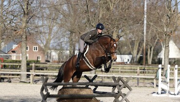 Stunning collection of jumper and hunter prospects in February auction of Dutch Horse Trading