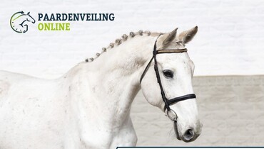 A fantastic new collection with broodmares & embryos from Paardenveilingonline.com