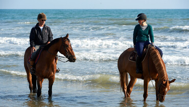 Adeline Hecart – On the simple system behind the success of the La Roque-horses