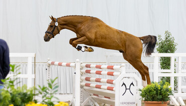Alibaba: The new young star of the stallion station Ludger Beerbaum Stables