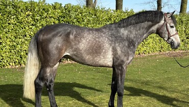 Dutch Horse Trading offers spectacular collection of sport horses in March auction
