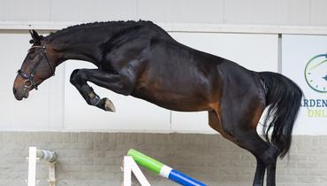 Find your next show jumping champion: The latest top collection from Paardenveilingonline.com