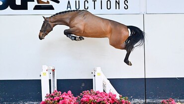 Unrivaled quality in April edition of SLF Auction