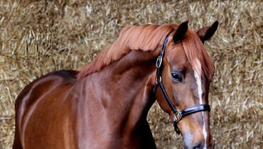 Another outstanding collection in the online April auction of Dutch Horse Trading