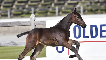 Promising talents for jumping