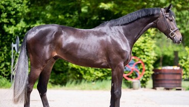 A horse for every budget in the May collection of Dutch Horse Trading