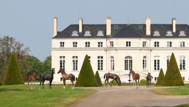 Haras de Hus Online Auction, 28 chances to dream!