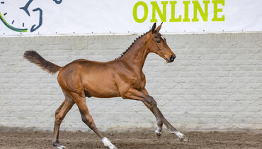 A unique collection of promising jump-bred foals at Paardenveilingonline.com