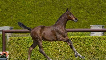 Trigon Auctions give you a new chance to discover your future showjumping bred superstars!