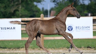 Discover your future jumping talent with the Belgian Elite Auction