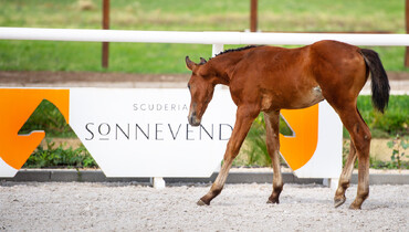 We are in the final week of the Scuderia SA Auction! Don't miss your chance to get your hands on the next star of showjumping and make your decision now!