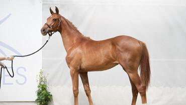 KR Auction, a breeding greatness auction from July 22nd till 24 on Equinia Auction!