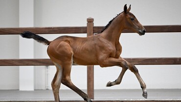 VD Bisschop offers access to exclusive damlines in own Live & Online Auction