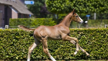 De Wolden Summer Sale: The gateway to buying your next Grand Prix prospect