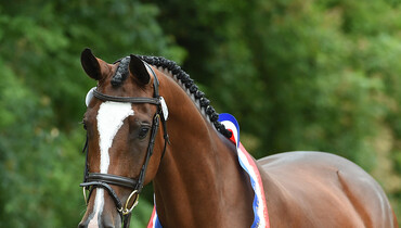 Advertisement; We would like to invite you to the Holsteiner Horse Days in Elmshorn, Germany