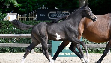 Flanders Foal Auction ready for Equestrian Cup on Saturday