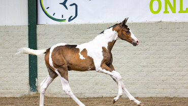 The best genes and unique colors in the auction of Paardenveilingonline