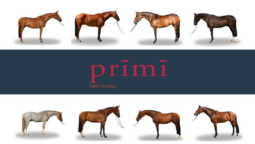 Prīmī – First in Line: Discover handpicked European horses at fair prices for limited time