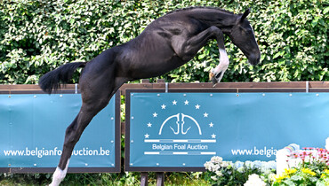 Figures prove it: Belgian Foal Auction, THE auction with references!